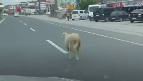 Yalova'da Kaçan Kurbanlık Hayvanlar Şehirde Kaos Yarattı
