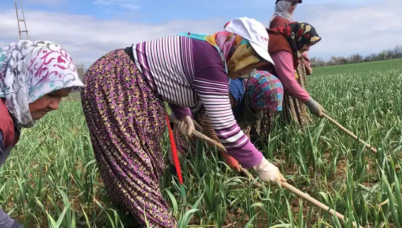 Beyaz Altın: Dünya Çapında Bir Trend Haline Gelen Lezzet