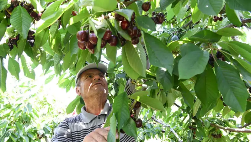 Lapseki'nin Dev Meyvesi: Çay Bardağına Sığmayan Karpuz