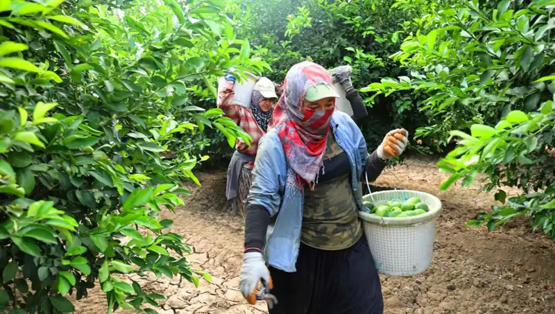 Market Fiyatlarını Sarstı: Kilo Başına 150 Lira Geçildi, Hasat Düşüş Getirecek mi?