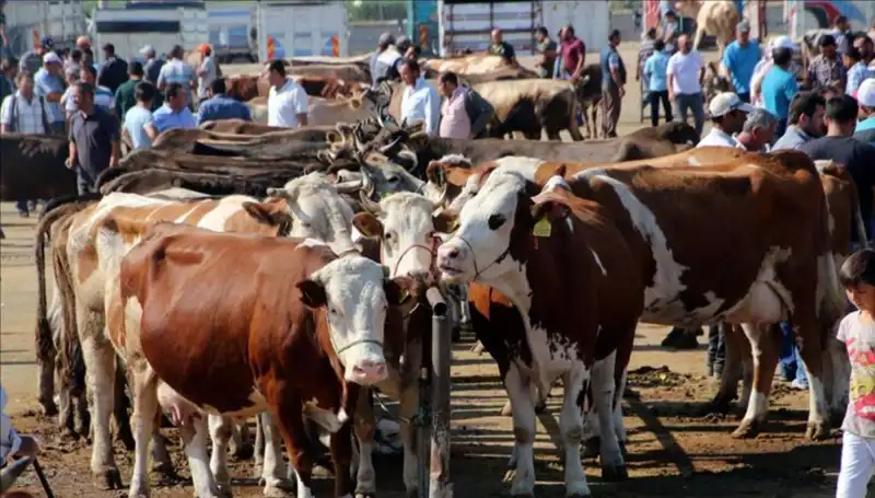 2025 Kurbanlık Fiyatları: İl İl Canlı Kilo Fiyatları Ne Kadar?