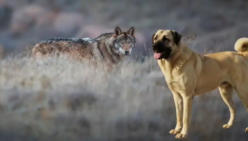 Kangal Köpeği Talebi Artıyor: Kurt Popülasyonundaki Artışın Etkileri