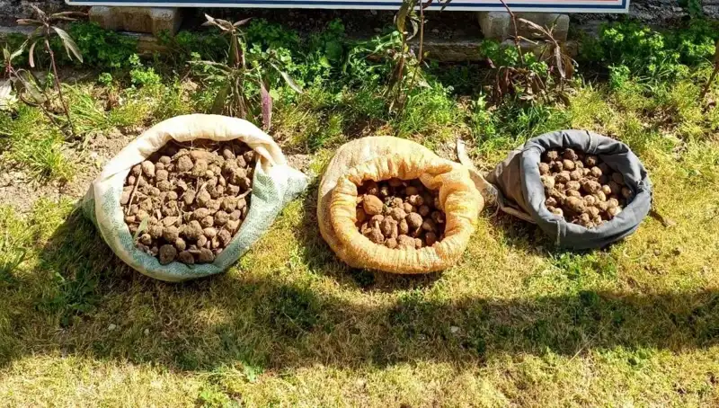 Tanesi Bin Lira Değerinde Salep: 10 Kilo Toplayanlar Suçüstü Yakalandı