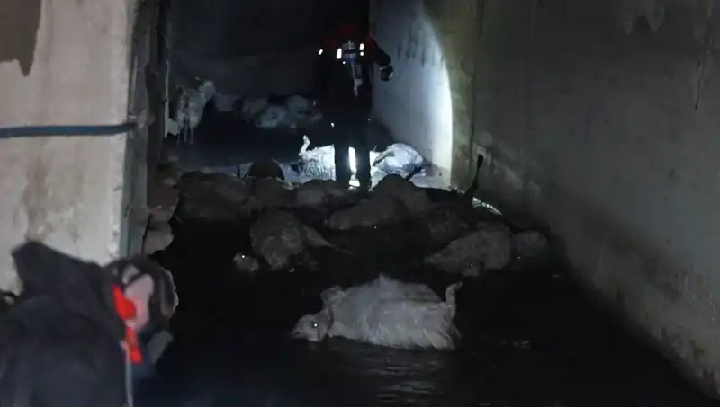 Keskin Koku Hayvanları Telef Etti: Doğanın Gözyaşları