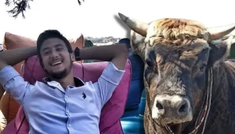 Aydın'da Dram Aktı: Güreş Boğası Hayatını Kaybetti!