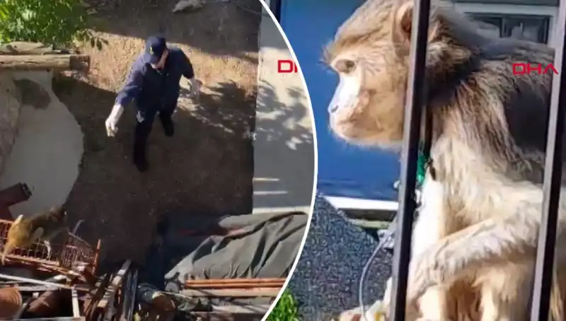 Muğla'da Maymun Kovalamacası: İlginç Olay Mahalleliyi Şaşırttı!