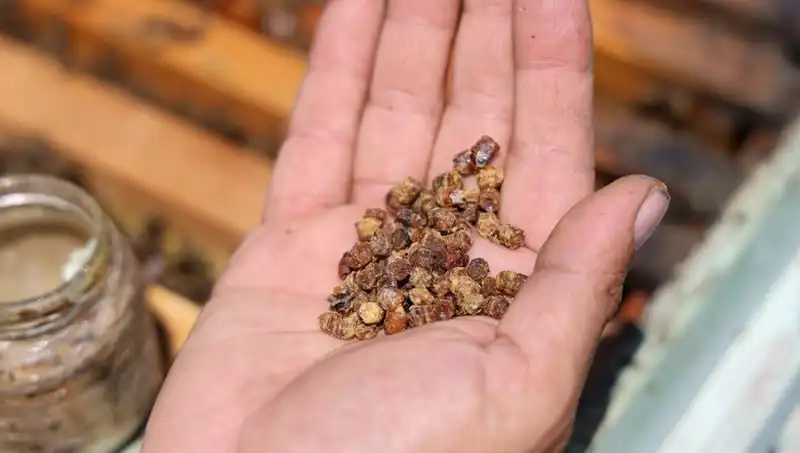 Eskiden Çöpe Gidiyordu, Şimdi Değerli Bir Besin: 3 Bin TL'ye Satılan Protein Kaynağı