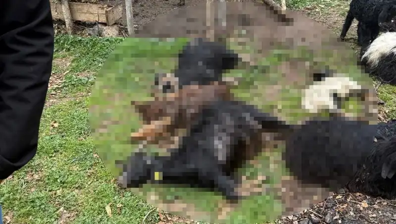 Sahipsiz Köpeklerin Yüzünden 18 Keçi Telef Oldu, Köylüler Tedirgin!