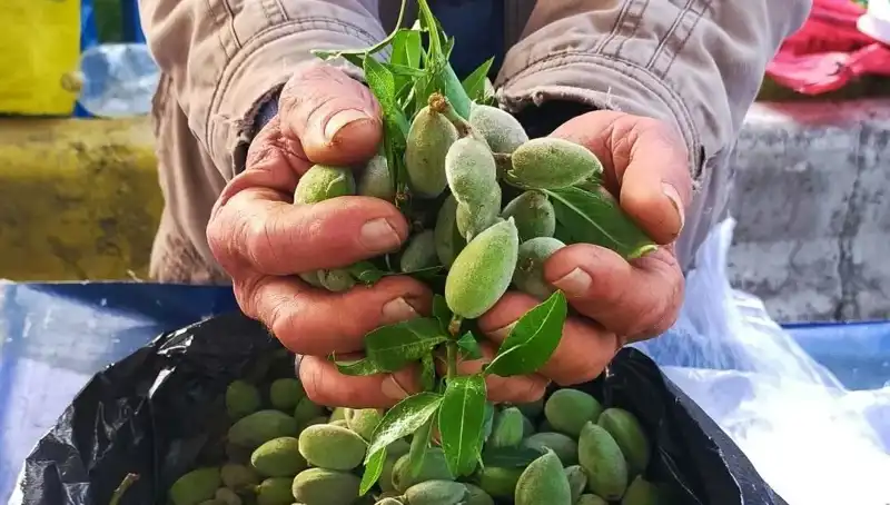 Bu Yıl Kilosu 250 TL Olan Baharın Vazgeçilmezi: Taze Ve Sağlıklı Yeşil Bakla