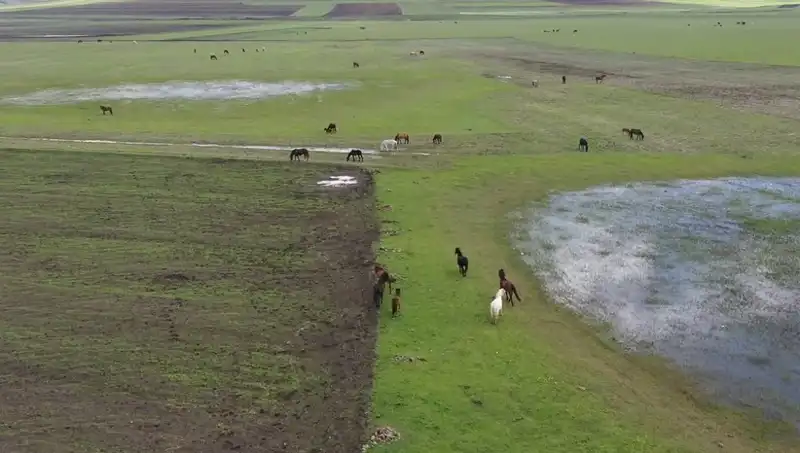 Kars’ın Yeşeren Doğasında Yılkı Atlarıyla Büyüleyici Anlar