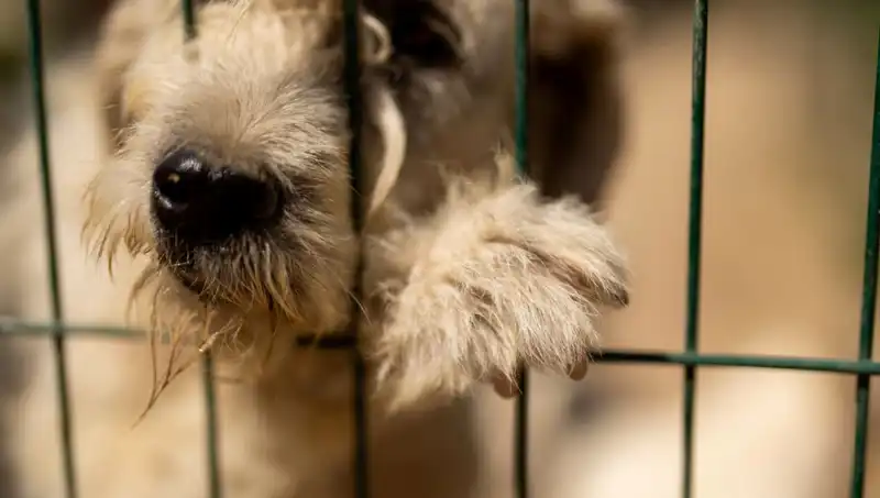 İş Stresi, Evcil Hayvanlarımızı da Tehdit Ediyor: Köpeklerde Görülen Belirtiler