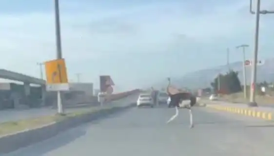Trafikte Deve Kuşu Görüntüleri Şaşkınlık Yarattı, Sosyal Medya Karıştı!